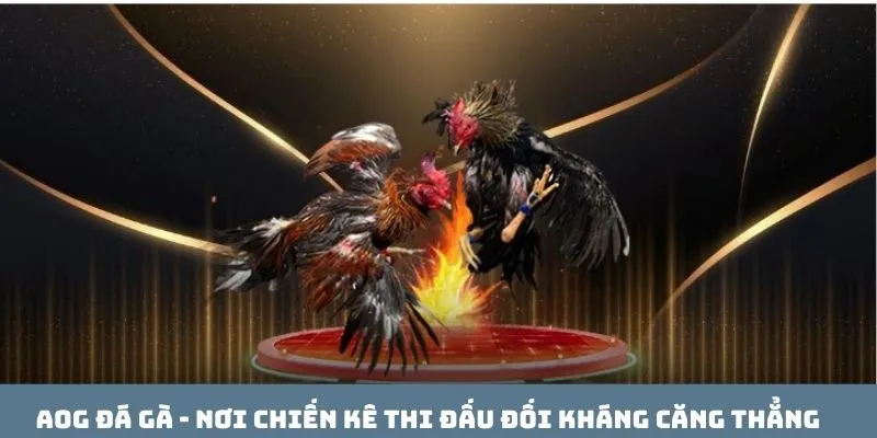 AOG đá gà