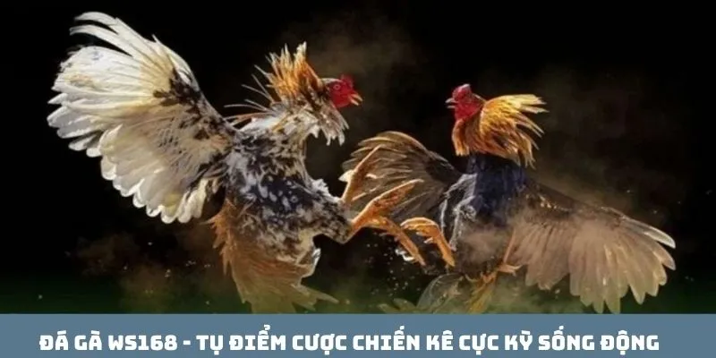 đá gà WS168