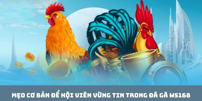 Mẹo cơ bản để hội viên vững tin trong đá gà WS168