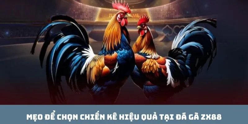 Mẹo để chọn chiến kê hiệu quả tại đá gà ZX88
