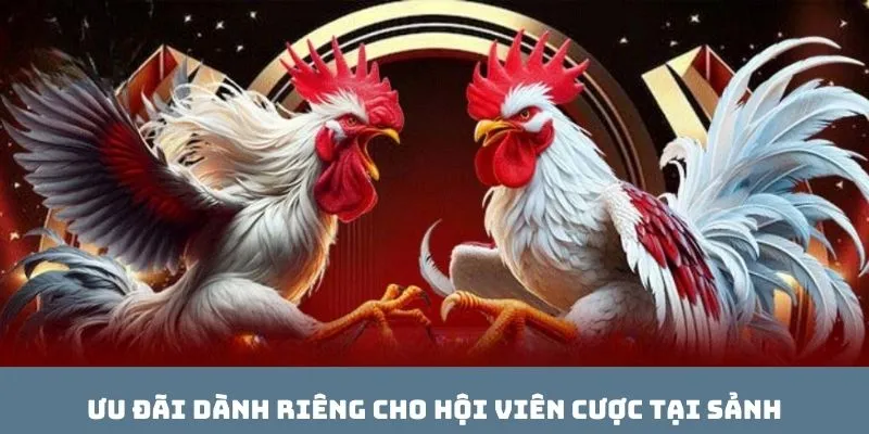 Ưu đãi dành riêng cho hội viên cược tại sảnh